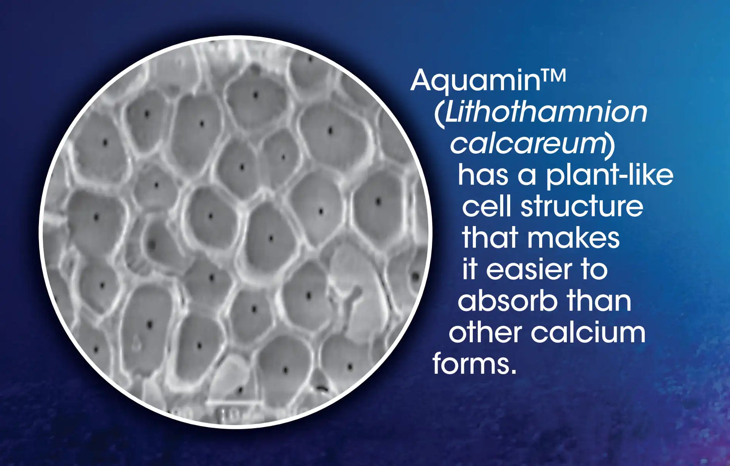 Plant source calcium from red algae