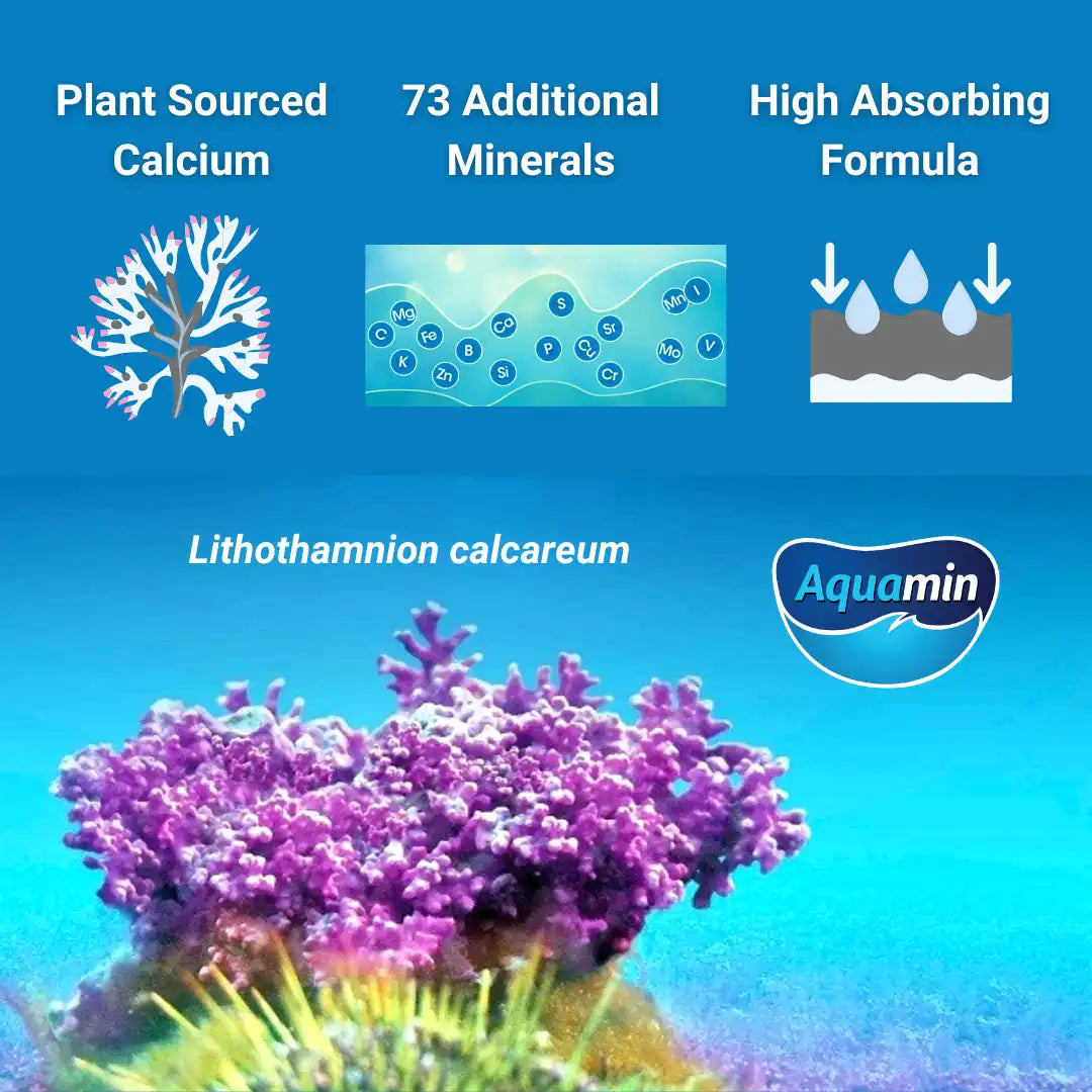 Plant source calcium from red algae